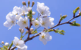 Природа ветка в цвету яблони - обои на телефон